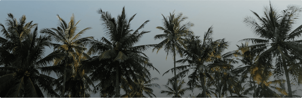 Coconut Trees